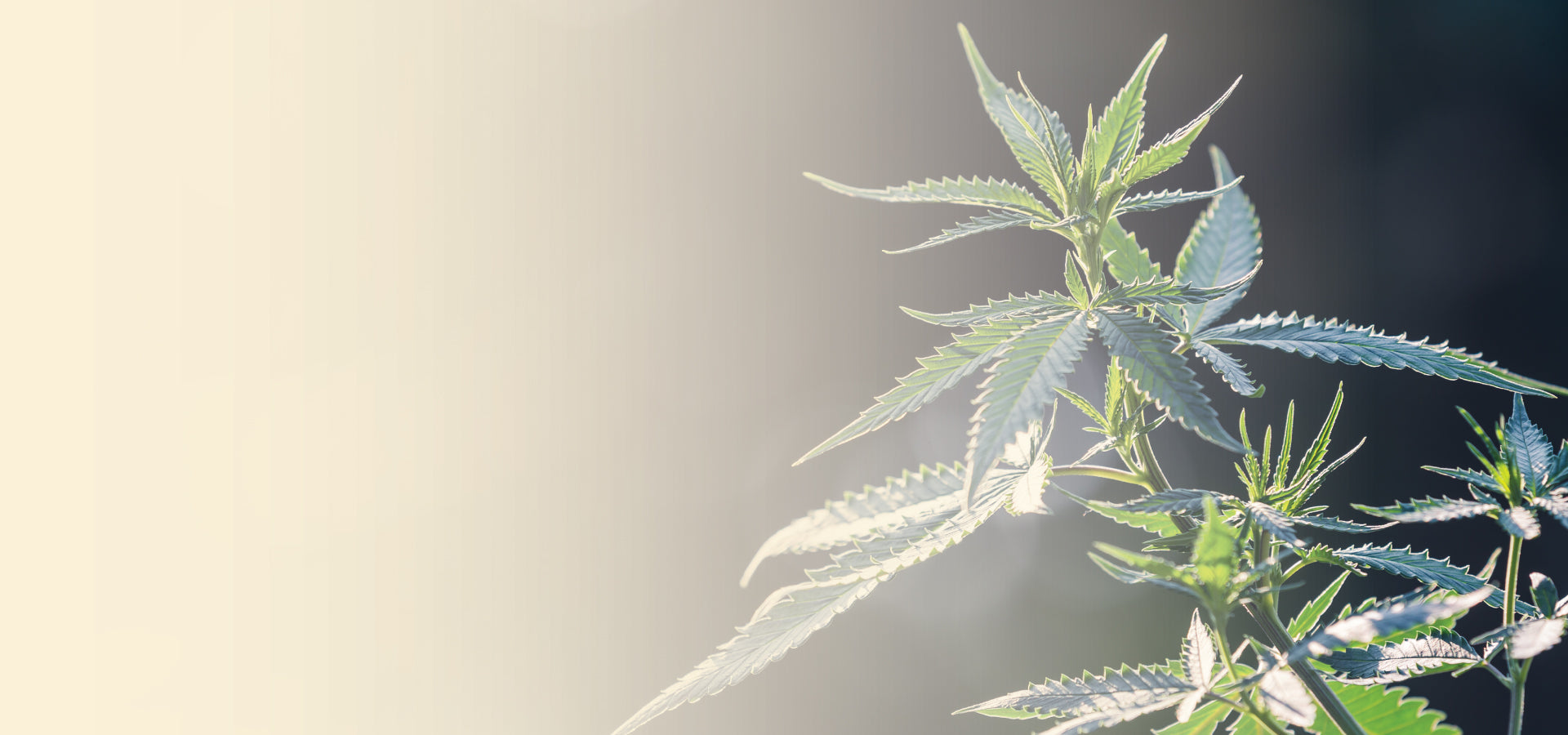 slider image 1621243260e1af0c20-2