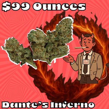 THC-A Flower – Dante's Inferno – Indica