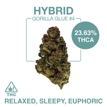 THC-A Flower – Gorilla Glue #4 – Hybrid