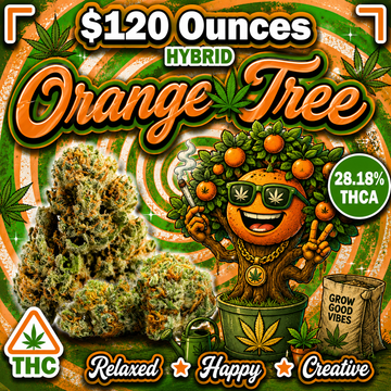 THC-A Flower  – Orange Tree – Hybrid