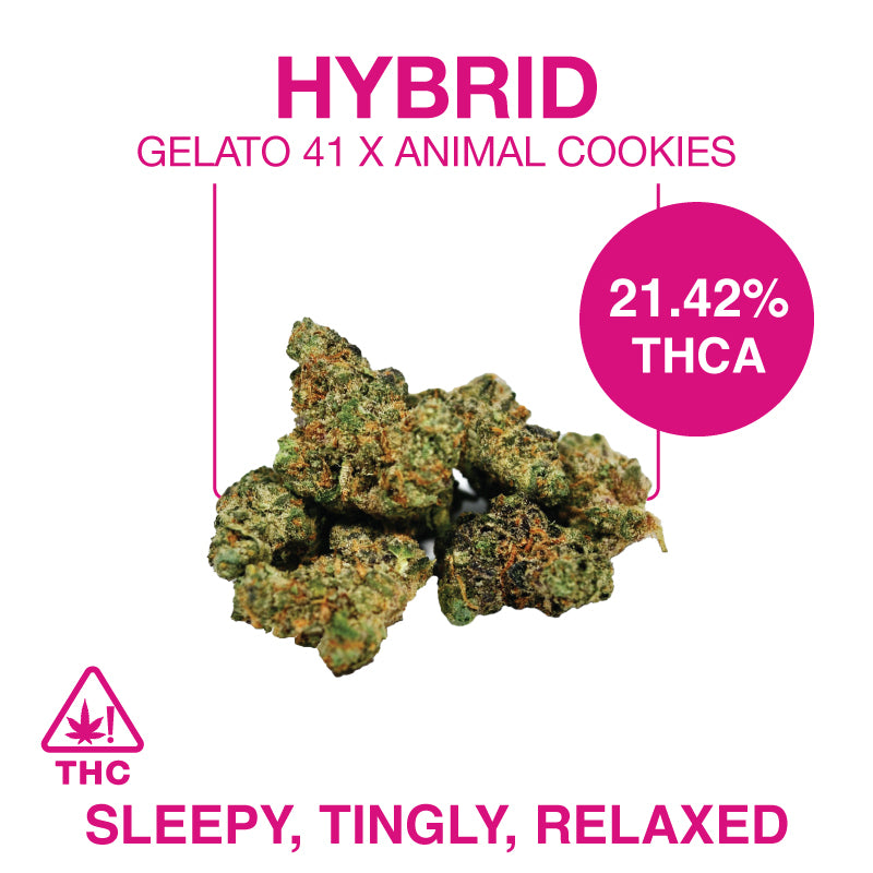 THC-A Flower – Gelato 41 x Animal Cookies – Hybrid