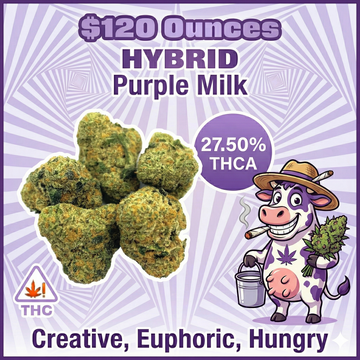 THC-A Flower – Purple Milk – Hybrid